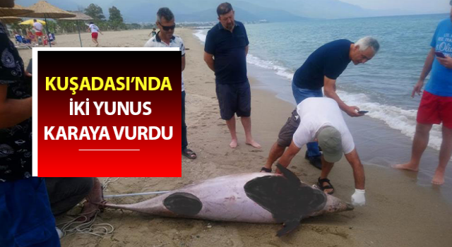 Kuşadası’nda iki yunus karaya vurdu