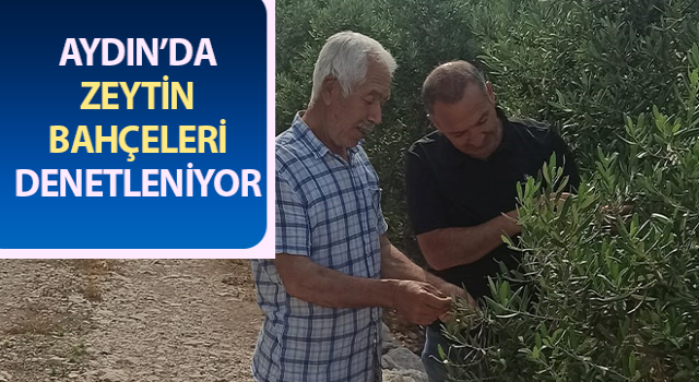 Zeytin bahçelerinde denetimler sürüyor