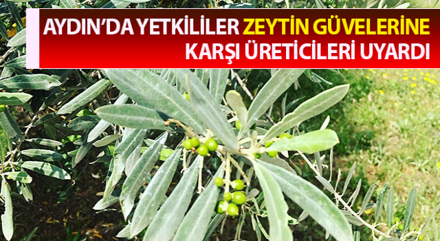 Zeytin güvesine karşı mücadele uyarısı