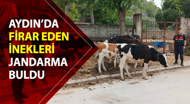 6 adet büyükbaş hayvanı jandarma ekipleri buldu