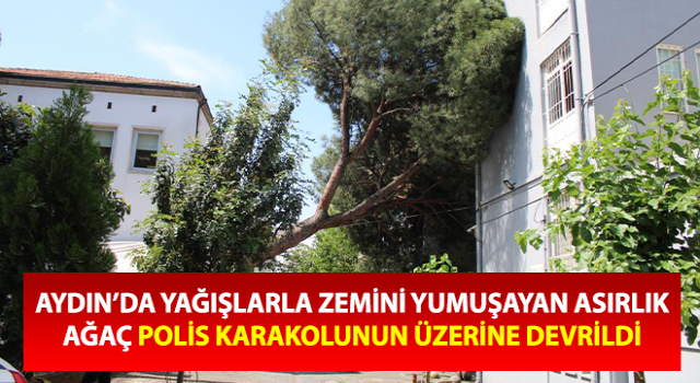 Asırlık ağaç polis karakolunun üzerine devrildi