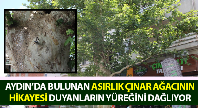 Asırlık çınar ağacının hikayesi duyanların yüreğini dağlıyor