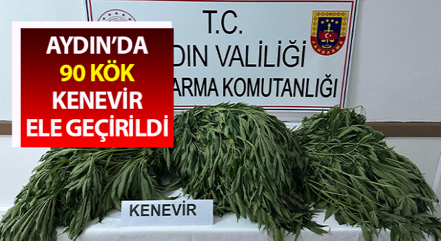 Aydın’da 90 kök kenevir ele geçirildi