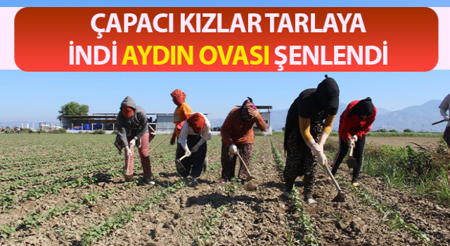 Aydın’da çapa sezonu başladı