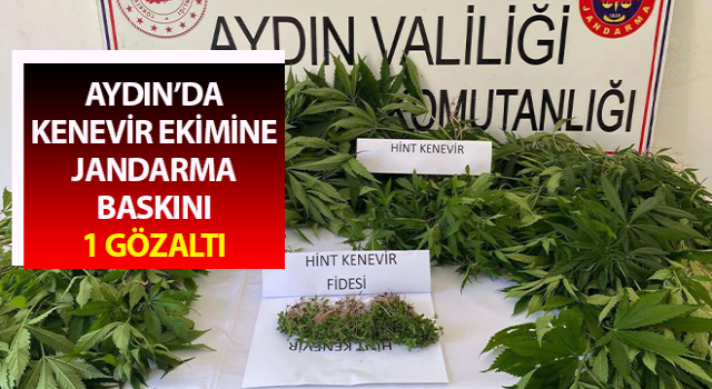 Bahçede kenevir ekimine jandarma baskını: 1 gözaltı