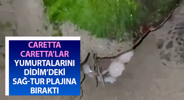 Didim “Caretta Caretta”ların yeni yuvası oldu