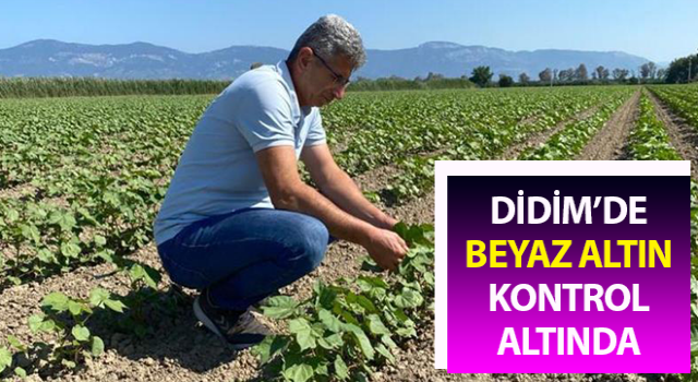 Didim’de pamuklar kontrol altında