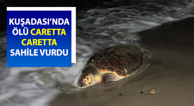 Kuşadası’nda sahilde caretta caretta ölü olarak bulundu