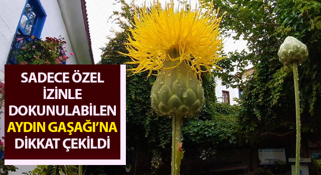 Sadece özel izinle dokunulabilen Aydın Gaşağı’na dikkat çekildi