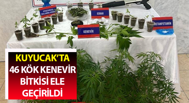 Saksıda 46 kök kenevir ele geçirildi