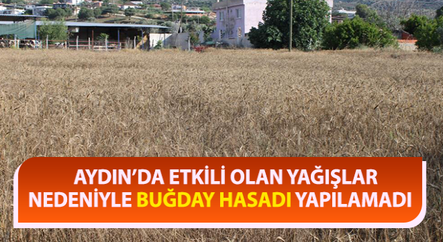 Yağmur yağdı, buğdaylar tarlada kaldı