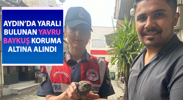 Yavru baykuşa jandarma koruması