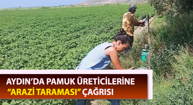 Pamukta çizgili yaprak kurdu görüldü