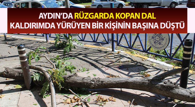 Rüzgarda kopan dal az daha canından ediyordu