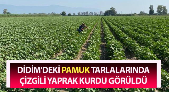 Yetkililerden, pamuk üreticilerine 'arazi kontrolü' çağrısı