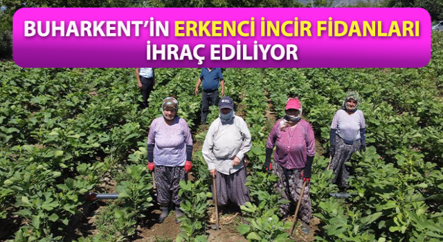 Buharkent’in erkenci incir fidanları ihraç ediliyor