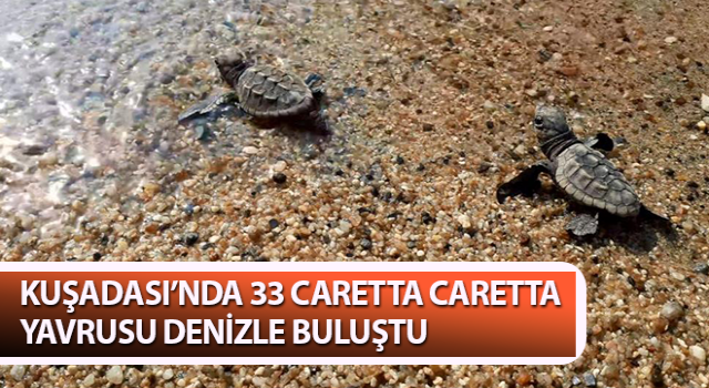 Caretta caretta yavruları denizle buluştu