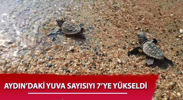 Caretta carettalar Aydın’ı sevdi