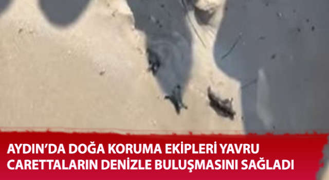 Doğa koruma ekipleri yavru carettaların denizle buluşmasını sağladı