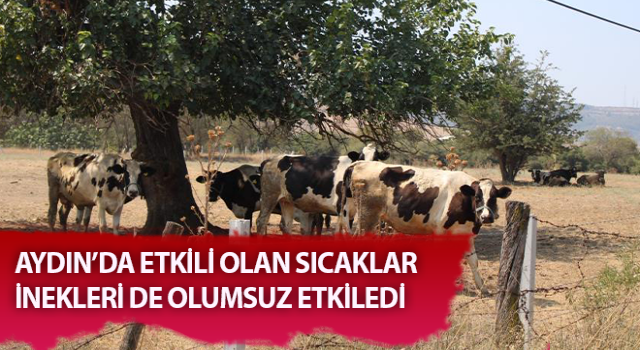 İnekler ağaç altında serinlemeye çalıştı