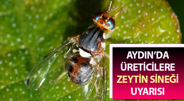 Üreticilere zeytin sineği uyarısı