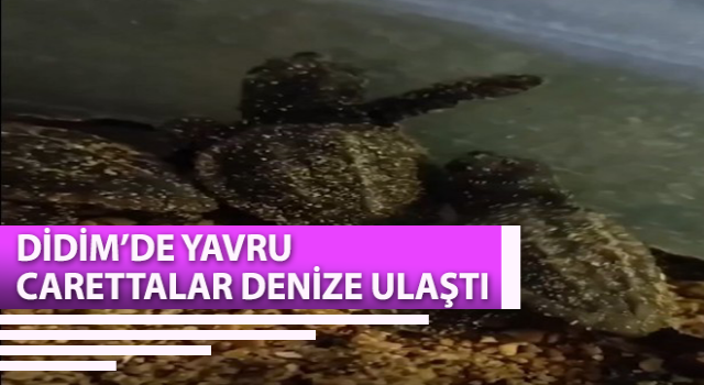 Yavru carettalar denizle buluştu