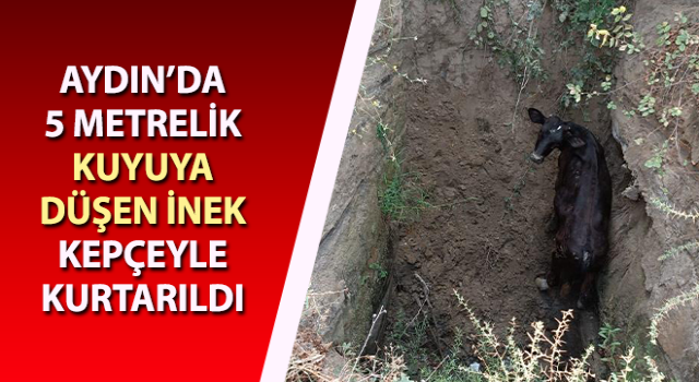 5 metrelik kuyuya düşen inek, kepçeyle kurtarıldı