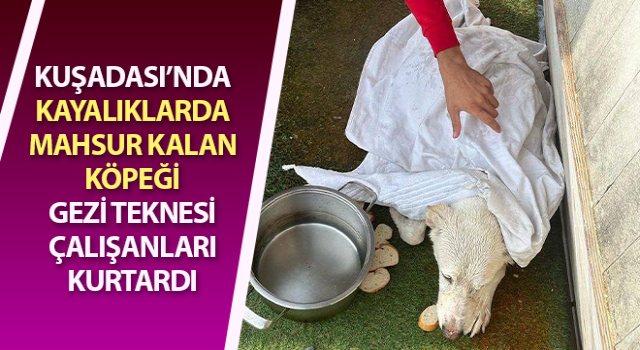 Kayalıklarda mahsur kalan köpeği gezi teknesi çalışanları kurtardı