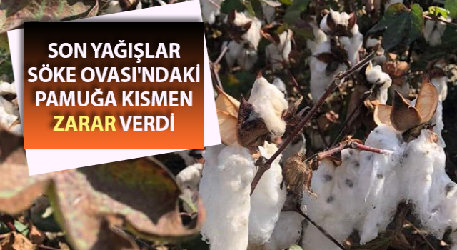 Yağışlar Söke Ovası'ndaki pamuğa zarar verdi