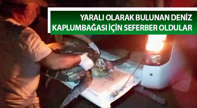 Yaralı caretta caretta için seferber oldular