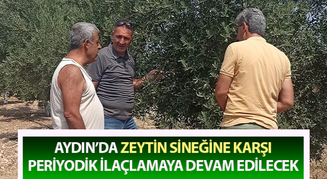 Zeytin sineğine karşı periyodik ilaçlamaya devam edilecek