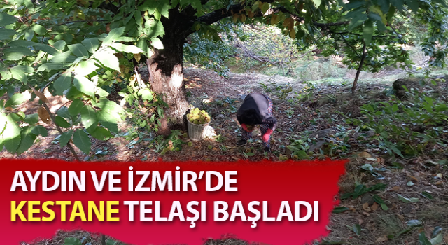 Aydın'da kestane telaşı başladı