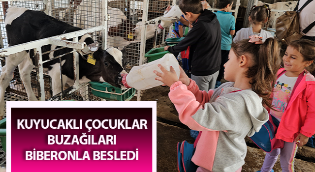 Kuyucaklı çocuklar buzağıları biberonla besledi