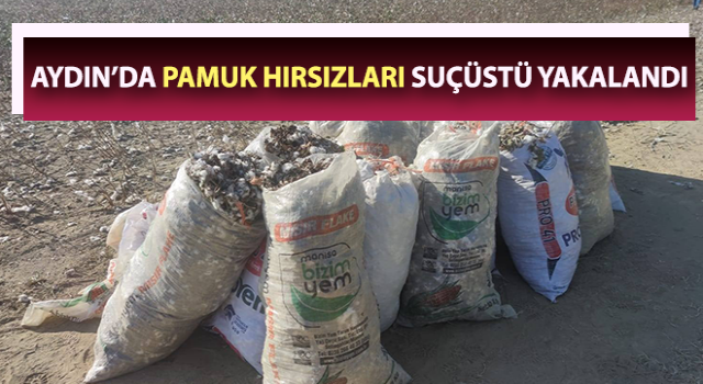 Pamuk tarlasındaki hırsızlığa jandarma suçüstü yaptı