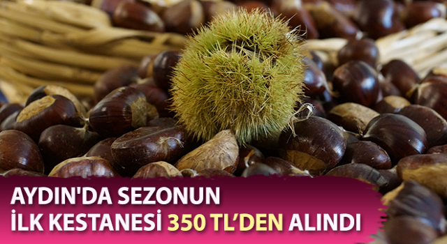 Sezonun ilk kestanesi 350 liradan satıldı