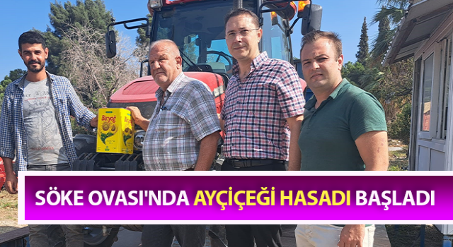 Söke Ovası'nda ayçiçeği hasadı başladı