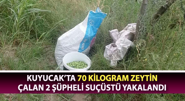 Zeytin hırsızları suçüstü yakalandı