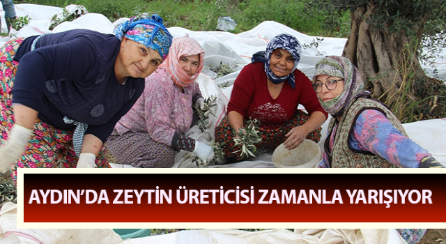 Aydın’da zeytin üreticisi zamanla yarışıyor