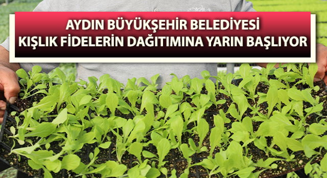 Büyükşehir, kışlık fidelerin dağıtımına yarın başlıyor