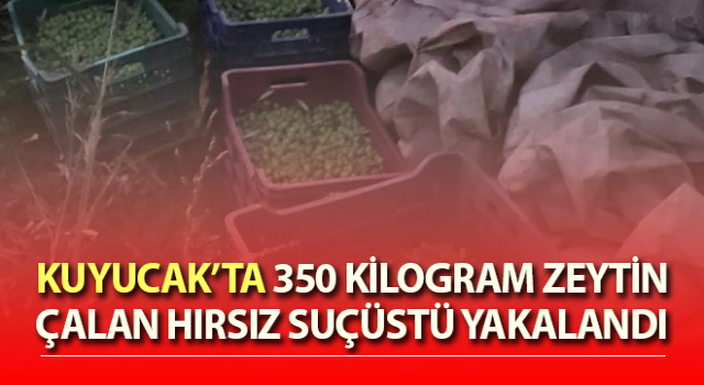 Kuyucak’ta zeytin hırsızı suçüstü yakalandı