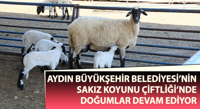 Sakız Koyunu Çiftliği’nde doğumlar devam ediyor