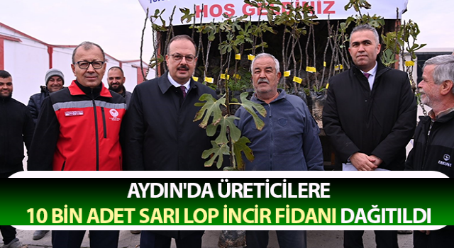 Aydın'da 10 bin adet sarı lop incir fidanı dağıtıldı