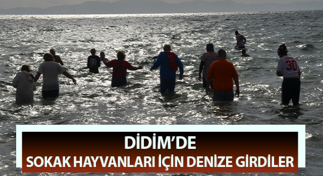 Didim’de sokak hayvanları için denize girdiler