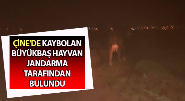 Jandarma kayıp hayvanı buldu