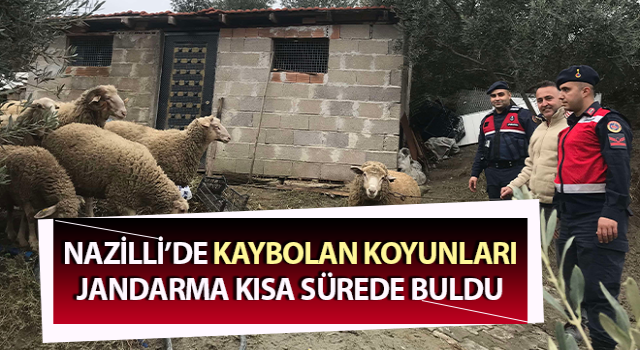 Kaybolan koyunları, jandarma kısa sürede buldu