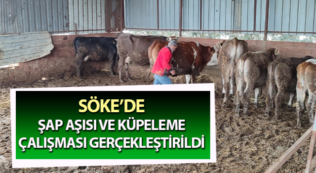 Söke’de aşılama ve küpeleme çalışması gerçekleşti