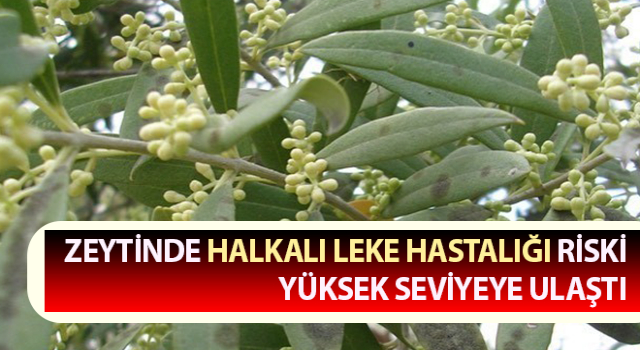 Söke’de üreticilere, halkalı leke hastalığı ile mücadele çağrısı yapıldı