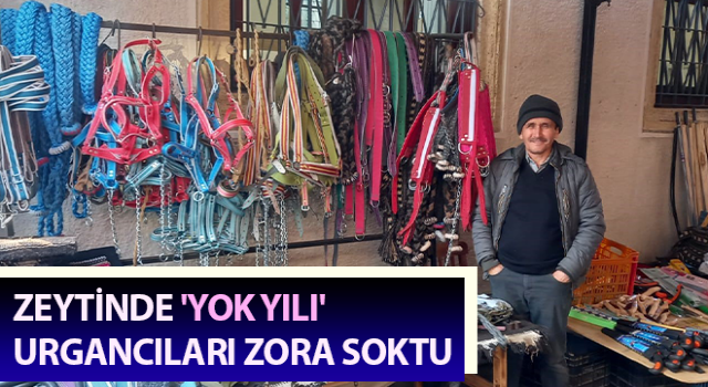 Zeytinde 'yok yılı' urgancıları zora soktu