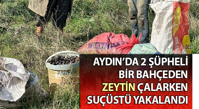 Germencik'te zeytin hırsızları suçüstü yakalandı