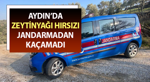 Zeytinyağı hırsızı jandarmadan kaçamadı